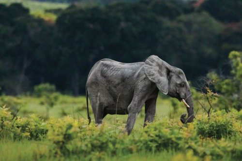 Gabon : le fragile équilibre des éléphants de forêt d'Afrique