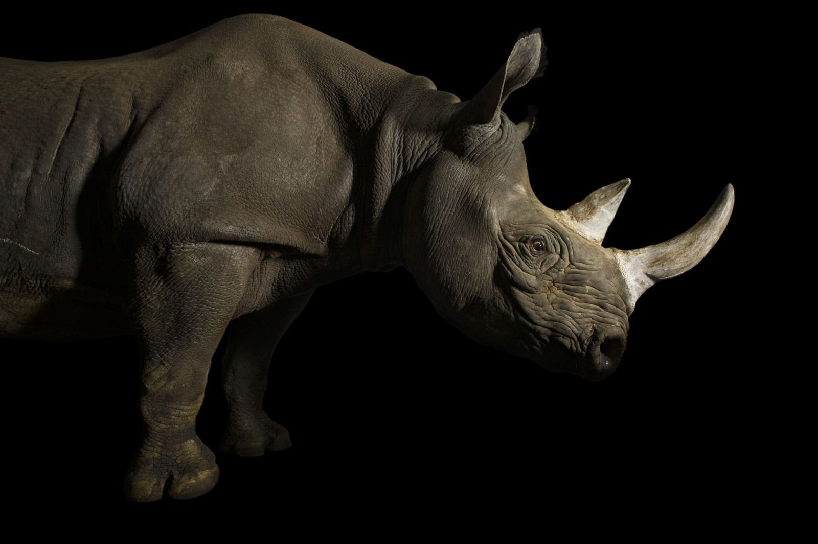 La population de rhinocéros noirs de l'Est repart à la hausse
