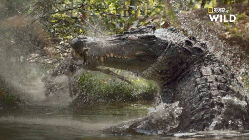 Un crocodile en pleine chasse de wallaroo