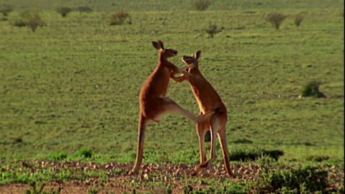 Deux kangourous s'affrontent lors d'un impressionnant duel