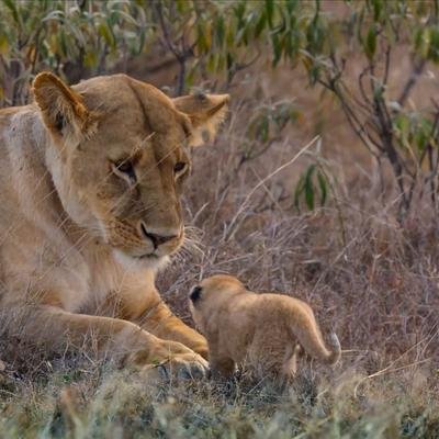 Les lionnes doivent protéger leurs petits des prédateurs mais aussi des autres lions