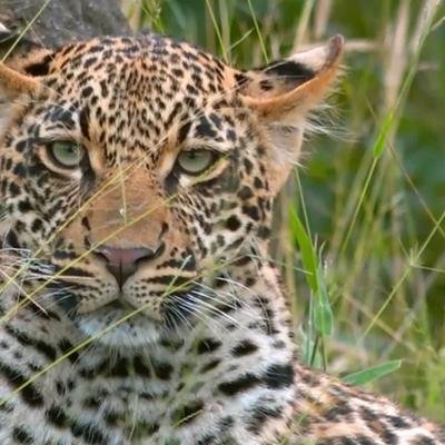 Dans le royaume matriarcal des reines léopards