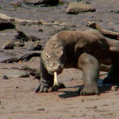 Les femelles dragons de Komodo peuvent se reproduire sans mâle