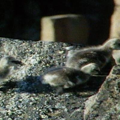 Des oisillons sautent d'une falaise de 90 mètres