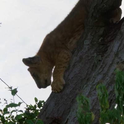 Une lionne montre à ses petits comment grimper aux arbres
