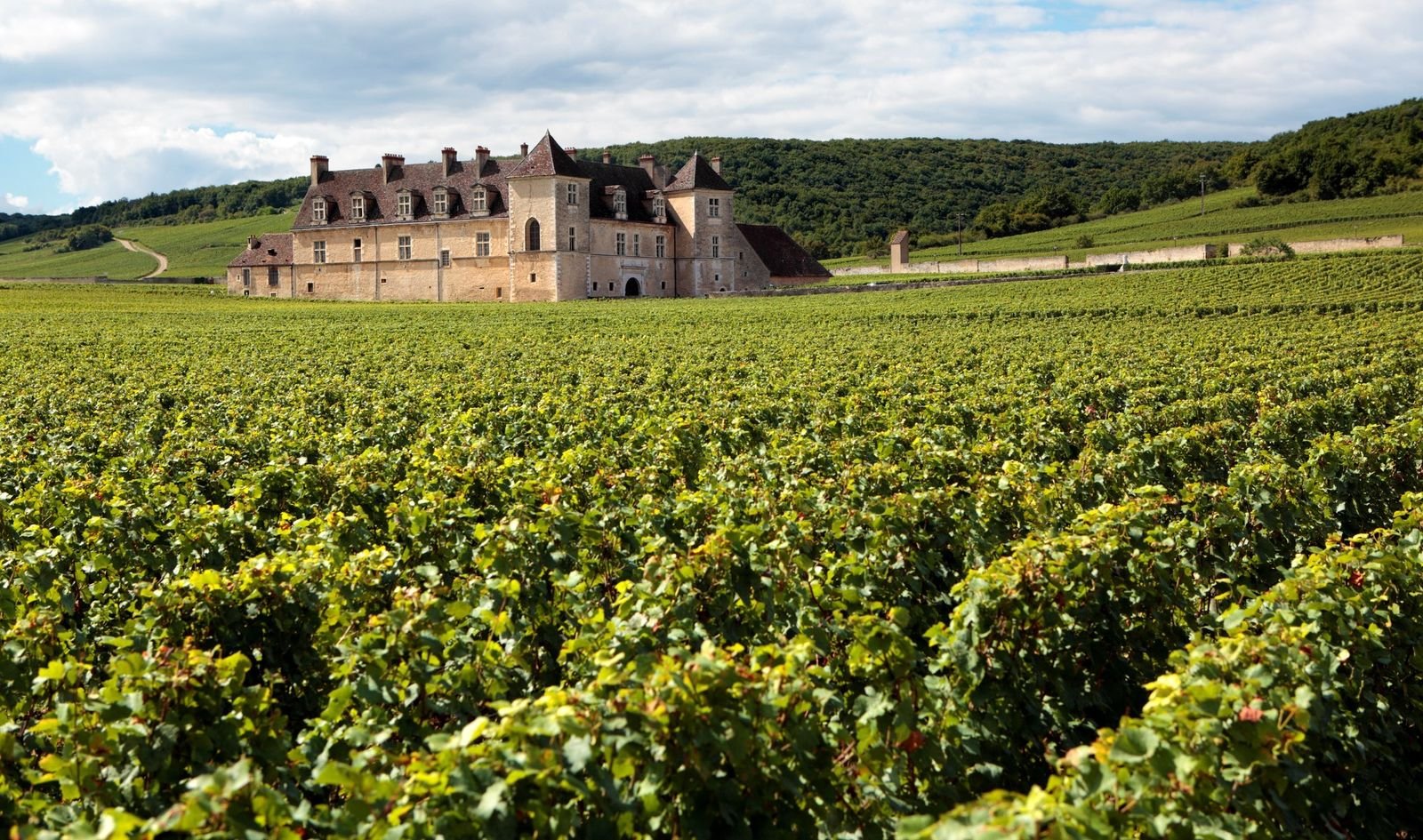 Le vin français change de goût à cause du réchauffement climatique