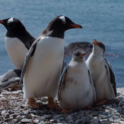 Le secret de la prospérité des manchots papous