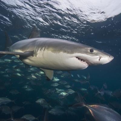 Quais são os três tubarões mais perigosos do mundo?