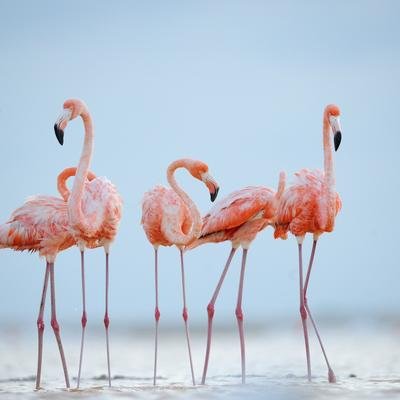 Assim como os humanos, flamingos constroem amizades para a vida toda