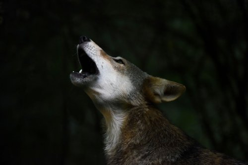 Como salvar o lobo-vermelho da extinção — pela segunda vez