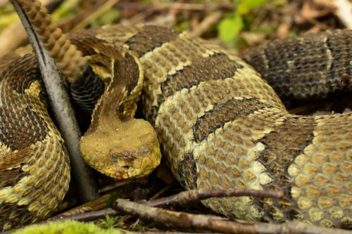 Doença fúngica fatal se espalha entre cobras na América do Norte