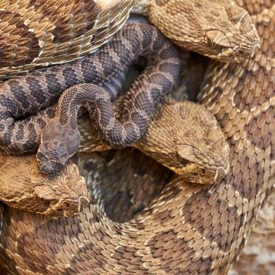 Por que as cobras trocam de pele? Os 3 dados curiosos sobre esse fenômeno animal