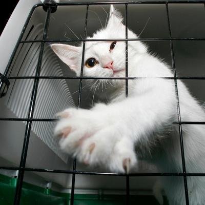 Vai viajar com seu animal de estimação? Aqui estão 6 dicas úteis para os tutores e seus cães ou gatos