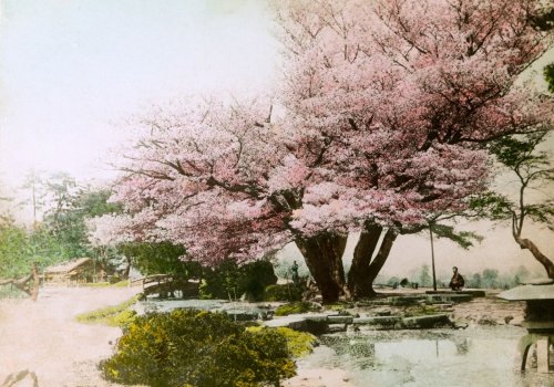 La belleza de los árboles capturada en el archivo fotográfico de Nat Geo