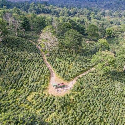 El café podría acelerar el crecimiento de los bosques, de acuerdo con un estudio científico