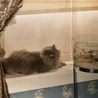 ¿Por qué los perros comen casi todo y los gatos no? La respuesta podría estar en su genética