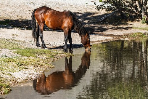 How Horses Can Recognize Their Reflections