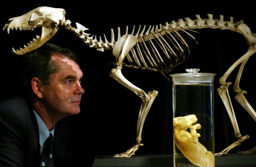 How the Mis-Measurement of the Tasmanian Tiger Led to its Extinction