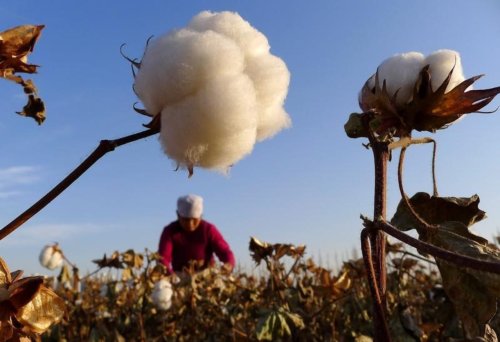 What Ending the Uzbek Cotton Boycott Means for Central Asia