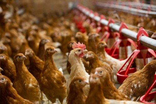Forget COVID. Canada’s chicken farmers are dealing with a hidden pandemic