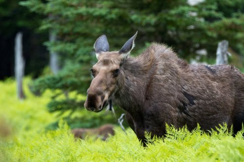Nature’s lesser-known carbon player