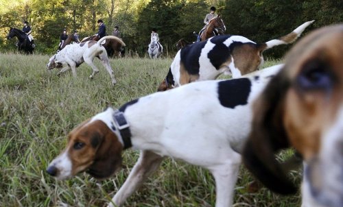 Animal rights groups ask Ontario government to review new hunting dog law