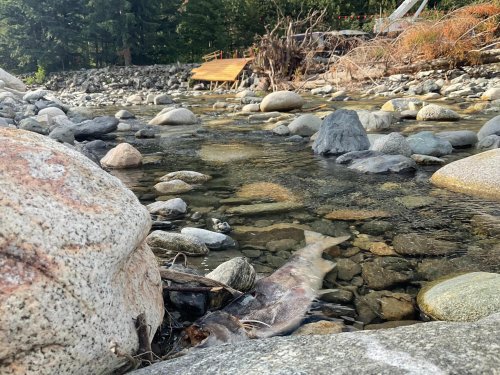 MPs raise concerns over pipeline construction obstructing salmon run