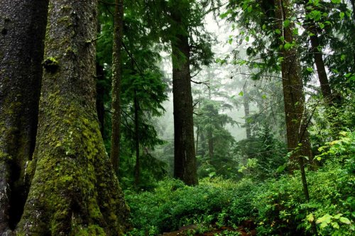 Leaked letter puts focus on Canada's forestry trade priorities ahead of COP15