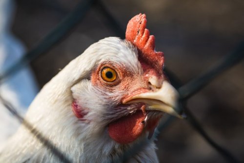 Avian flu is spreading in wild animals. Here’s how to stay safe