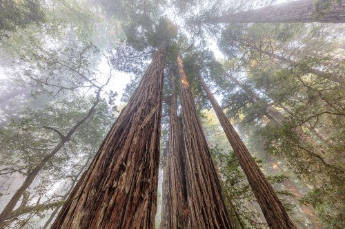 A Day In The Park: Redwood National And State Parks