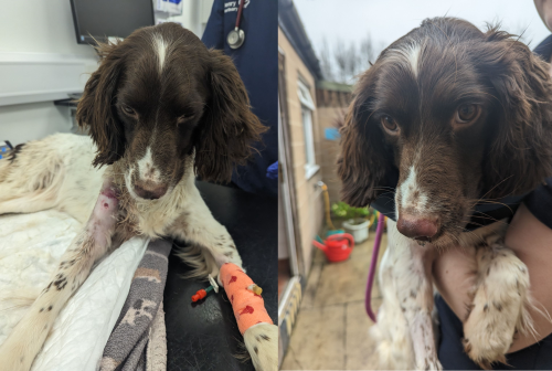 RSPCA: Spaniel with life threatening leg infection abandoned at cemetery
