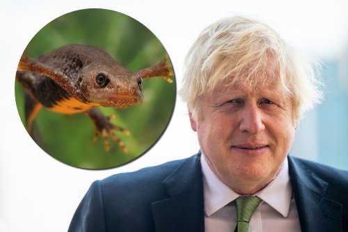 Boris Johnson: former Prime Minister's country house pool plans get the go ahead - no 'newt motel' needed