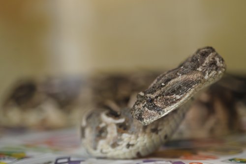 Adders: Urgent warning as more poisonous snaked spotted in UK including on beaches - advice on bites and safety