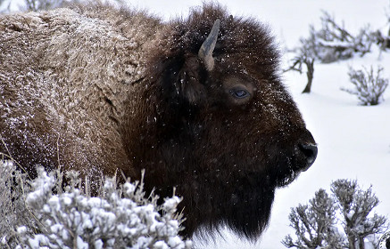 Cease Fire!  Yellowstone Buffalo Need to Recover