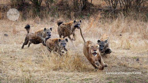 How hyenas decide whether to form a lion-fighting mob
