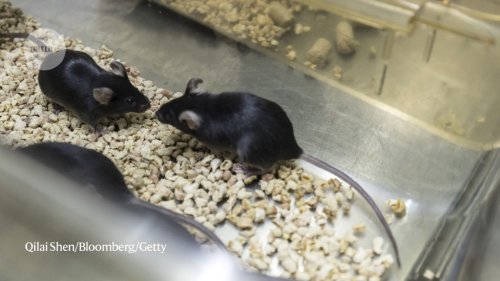 Reversal of biological clock restores vision in old mice