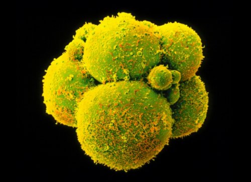 Embryo editing: The ethics of CRISPR cover image