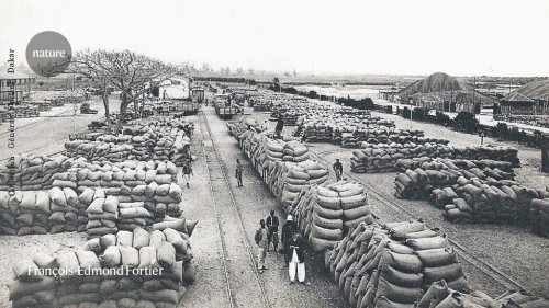 How the peanut trade prolonged slavery