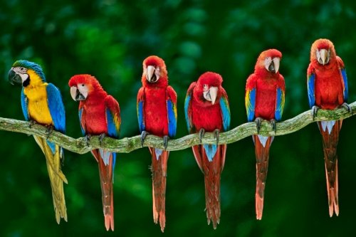 Prehistoric Native Americans farmed macaws in 'feather factories'