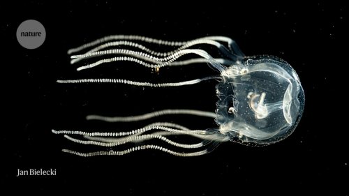How to train your jellyfish: brainless box jellies learn from experience