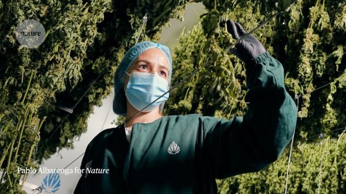 Decriminalization of marijuana opens doors for some scientists