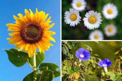 Floral Sun-Trackers: Exploring Heliotropic Plants - Nature Roamer