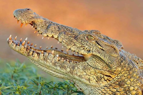 World of Crocodiles: Species, Anatomy & Behaviors