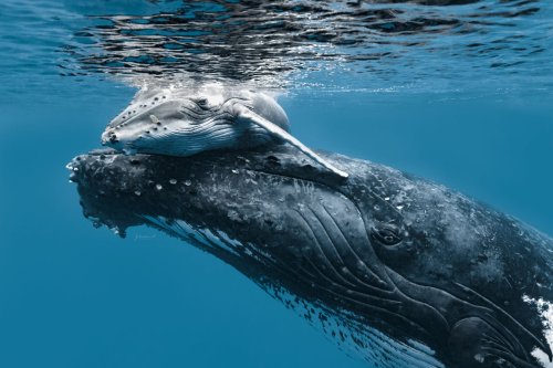 How to Photograph Humpback Whales Underwater | Flipboard