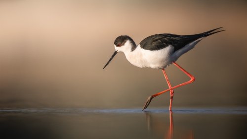 How to Use a Floating Blind for Nature Photography