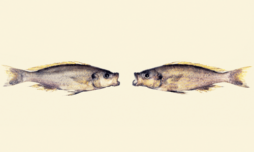 A Peculiar Fish and an Evolutionary Mystery