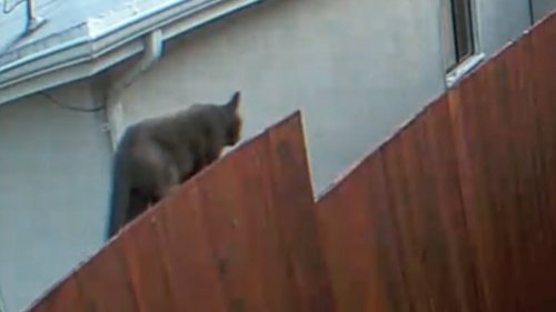 Large cat spotted in South SF was not a mountain lion, police say