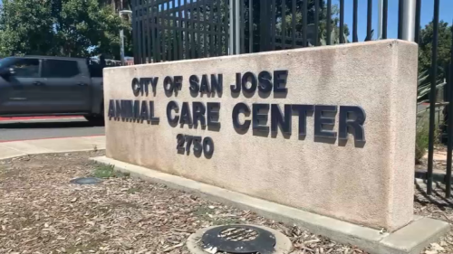 Volunteers say animals not getting proper medical care at San Jose shelter