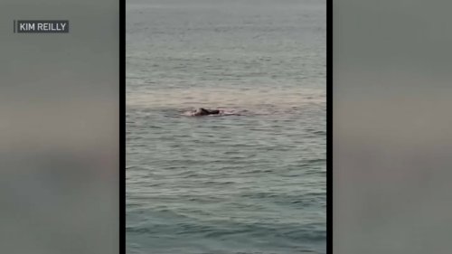 WATCH: Shark Spotted Attacking Seal Just Off Cape Cod Beach on July Fourth