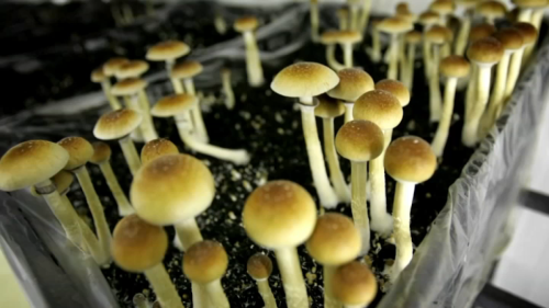 Access to natural psychedelics could soon be on the Massachusetts ballot